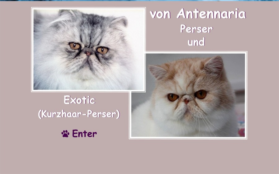 Perser & Exotic von Antennaria